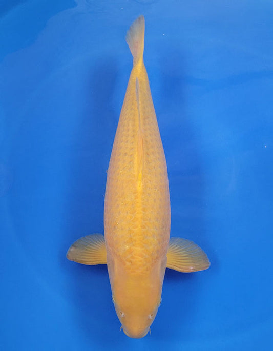 Japanese koi listing 25A-002 Golden Corn from Taniguchi koi farm, containing Golden Corn at champkoi.com