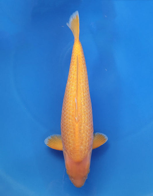 Japanese koi listing 25A-004 Golden Corn from Taniguchi koi farm, containing Golden Corn at champkoi.com