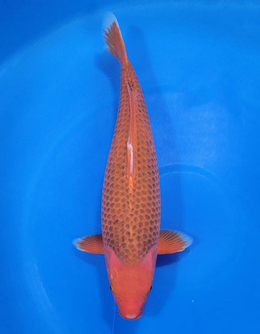 Japanese koi listing 25A-005 Golden Corn from Taniguchi koi farm, containing Golden Corn at champkoi.com