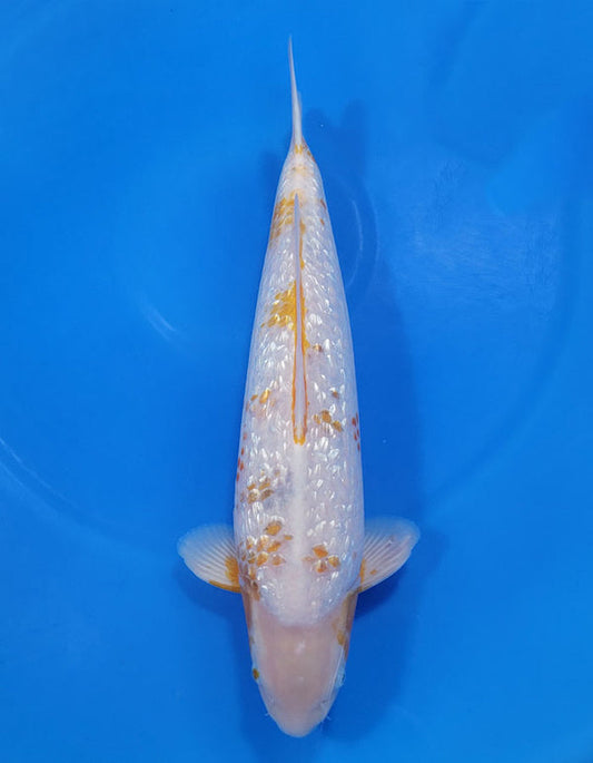 Japanese koi listing 25A-006 Golden Corn from Taniguchi koi farm, containing Golden Corn at champkoi.com