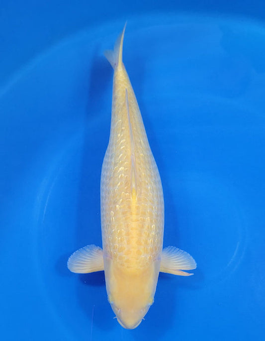 Japanese koi listing 25A-007 Golden Corn from Taniguchi koi farm, containing Golden Corn at champkoi.com