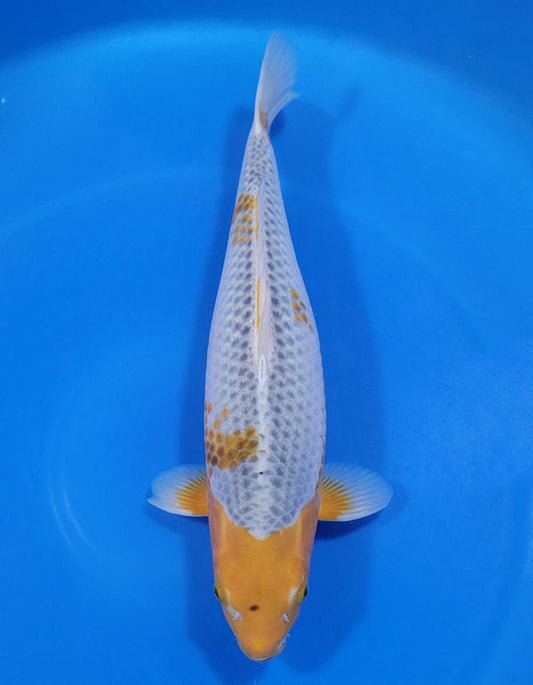 Japanese koi listing 25A-009 Golden Corn from Taniguchi koi farm, containing Golden Corn at champkoi.com