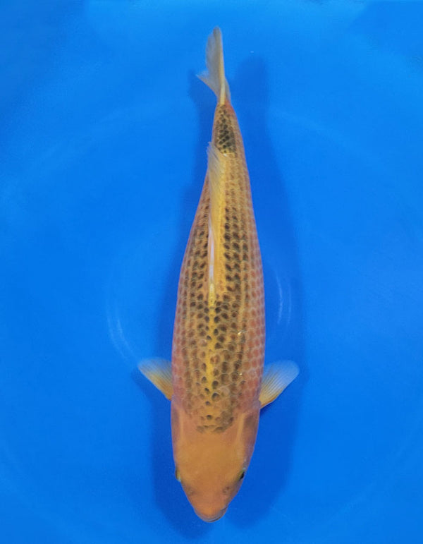 Japanese koi listing 25A-011 Golden Corn from Taniguchi koi farm, containing Golden Corn at champkoi.com