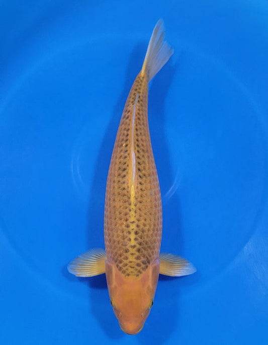 Japanese koi listing 25A-012 Golden Corn from Taniguchi koi farm, containing Golden Corn at champkoi.com