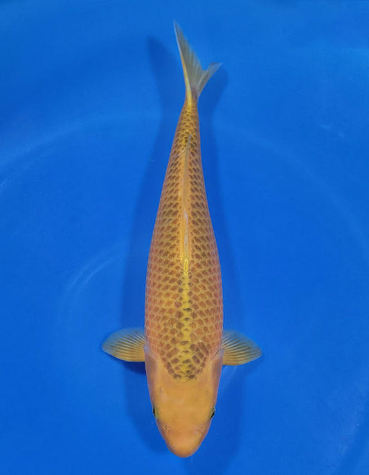 Japanese koi listing 25A-013 Golden Corn from Taniguchi koi farm, containing Golden Corn at champkoi.com