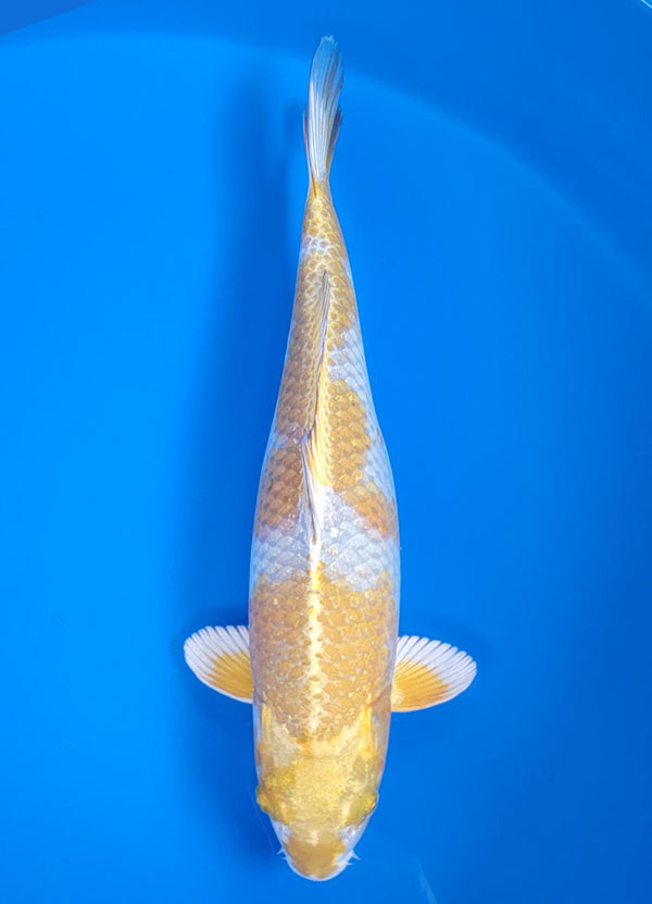 Japanese koi listing 25B-001 Kogane Ochiba from Maruhiro koi farm, containing Kogane Ochiba at champkoi.com