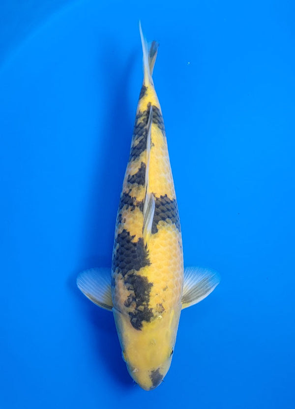 Japanese koi listing 25B-002 Ki Bekko from Otsuka koi farm, containing Ki Bekko at champkoi.com