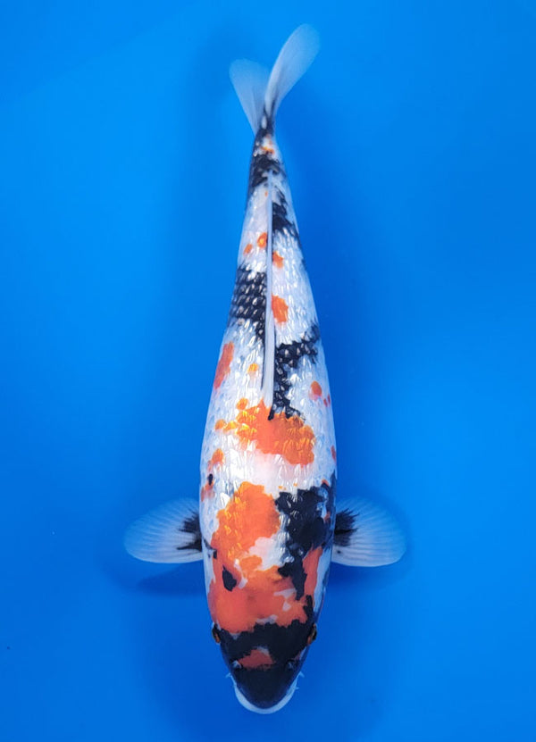 Japanese koi listing 25B-007 Ginrin Showa from Suda koi farm, containing Ginrin Showa at champkoi.com