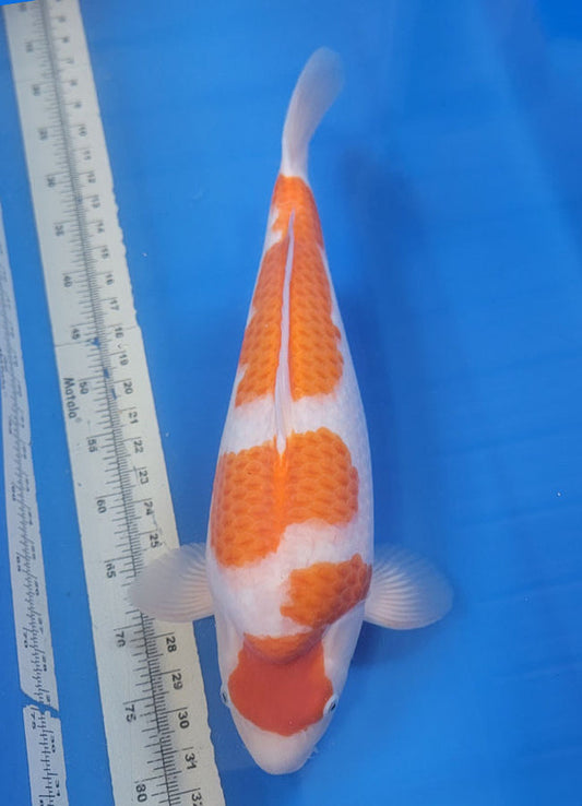 Japanese koi listing 25B-009 Kohaku from Torazo koi farm, containing Kohaku at champkoi.com