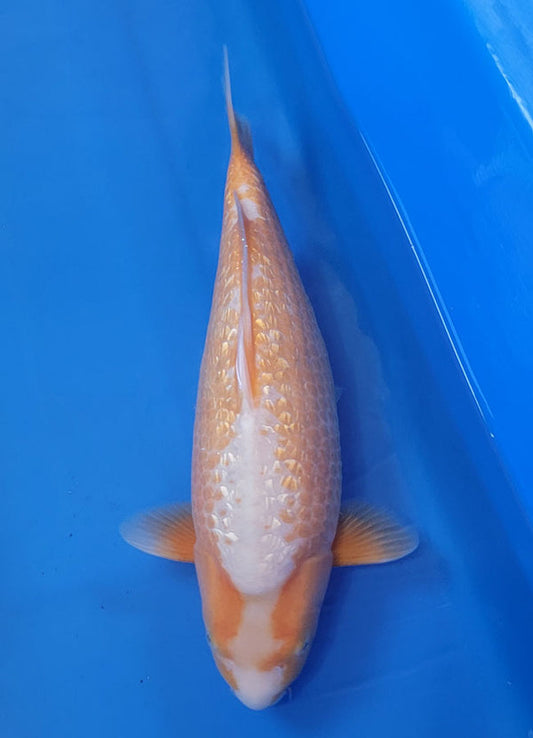 Japanese koi listing 25B-010 Golden Corn from Taniguchi koi farm, containing Golden Corn at champkoi.com