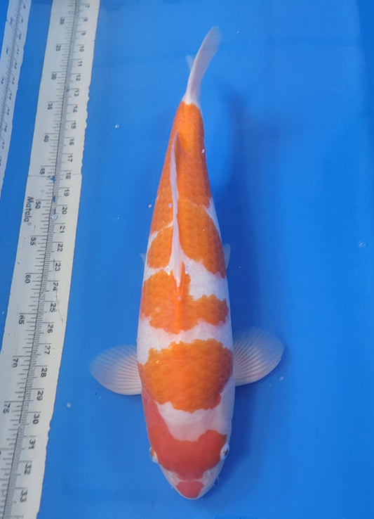 Japanese koi listing 25B-011 Kohaku from Torazo koi farm, containing Kohaku at champkoi.com