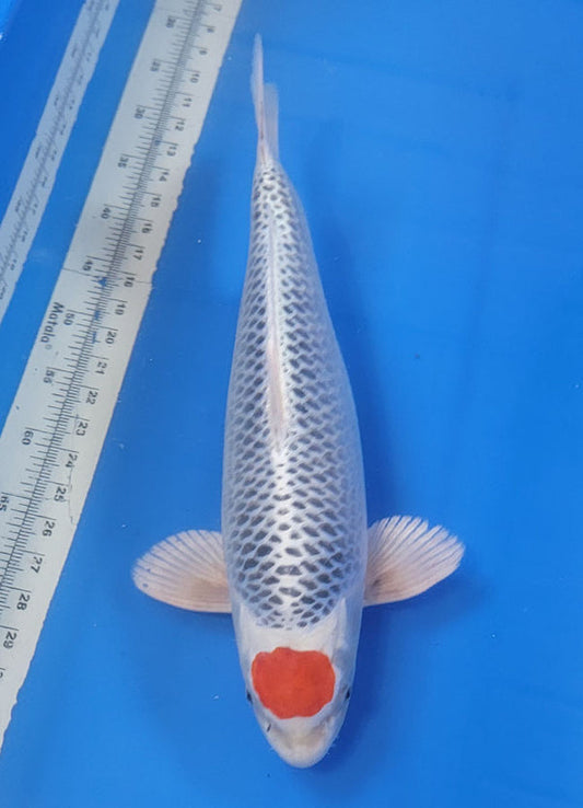 Japanese koi listing 25B-012 Tancho Kujaku from Kaneko koi farm, containing Tancho Kujaku at champkoi.com