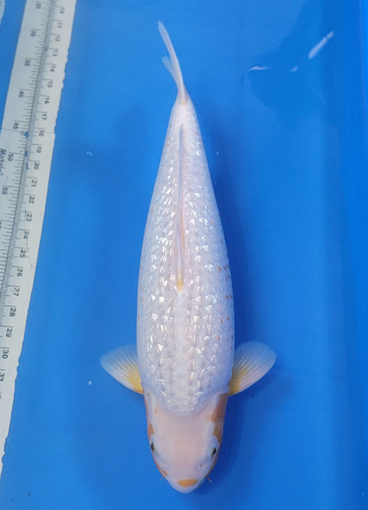 Japanese koi listing 25B-013 Golden Corn from Taniguchi koi farm, containing Golden Corn at champkoi.com