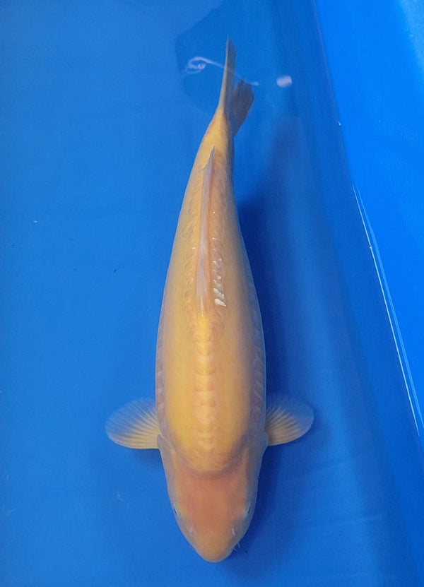 Japanese koi listing 25B-014 Doitsu Karashigoi from Konishi koi farm, containing Doitsu Karashigoi at champkoi.com