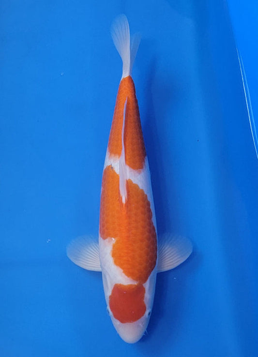 Japanese koi listing 25B-019 Kohaku from Torazo koi farm, containing Kohaku at champkoi.com