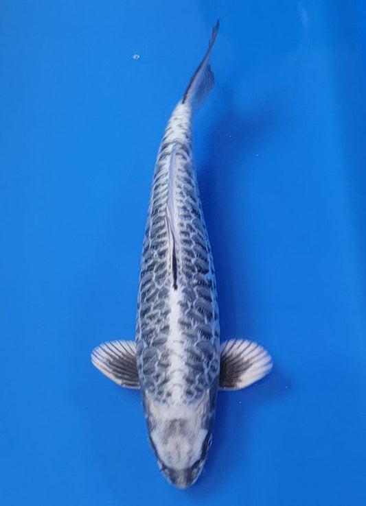 Japanese koi listing 25B-020 Dragon Scale  from Ozumi koi farm, containing Dragon Scale  at champkoi.com