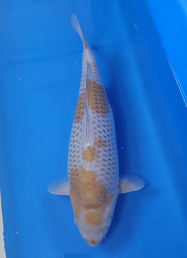 Japanese koi listing 25B-021 Ochiba from Maruhiro koi farm, containing Ochiba at champkoi.com