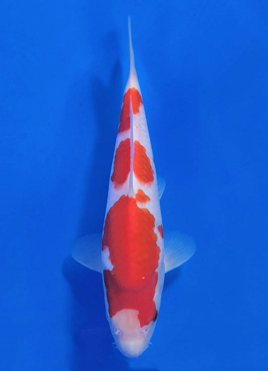 Japanese koi listing 25C-002 Kohaku from Maruyama koi farm, containing Kohaku at champkoi.com