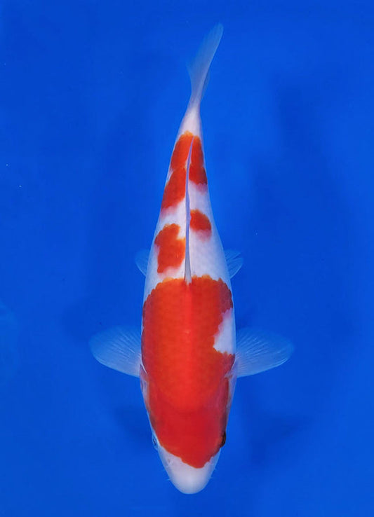 Japanese koi listing 25C-003 Kohaku from Maruyama koi farm, containing Kohaku at champkoi.com