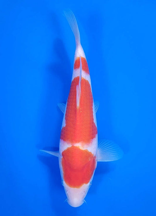 Japanese koi listing 25C-004 Kohaku from Maruyama koi farm, containing Kohaku at champkoi.com