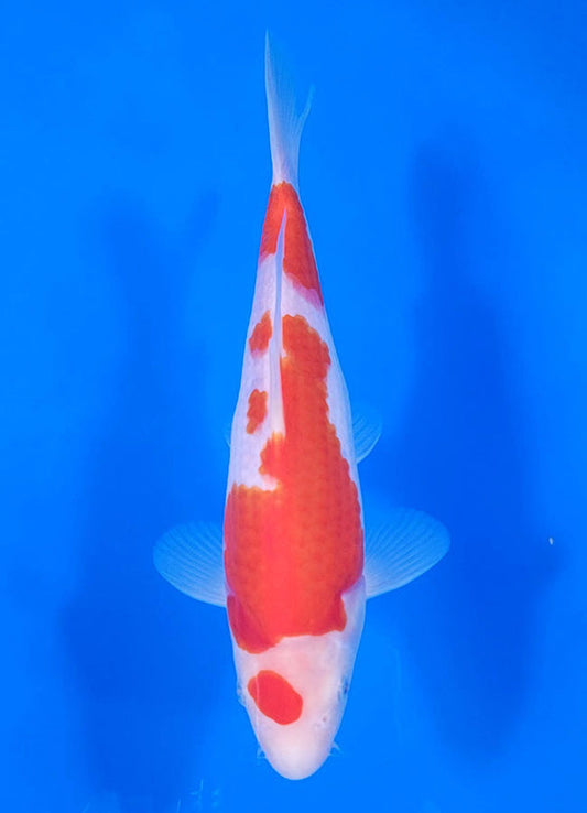 Japanese koi listing 25C-005 Kohaku from Maruyama koi farm, containing Kohaku at champkoi.com