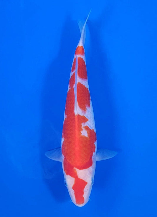 Japanese koi listing 25C-006 Kohaku from Maruyama koi farm, containing Kohaku at champkoi.com