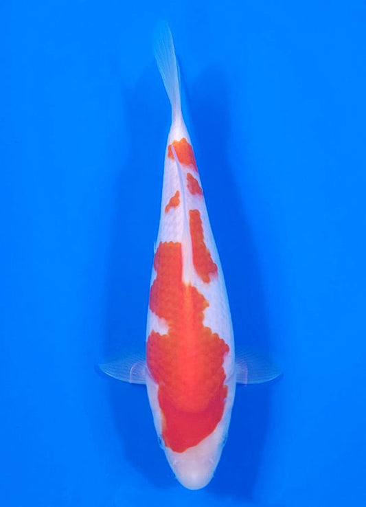 Japanese koi listing 25C-007 Kohaku from Maruyama koi farm, containing Kohaku at champkoi.com