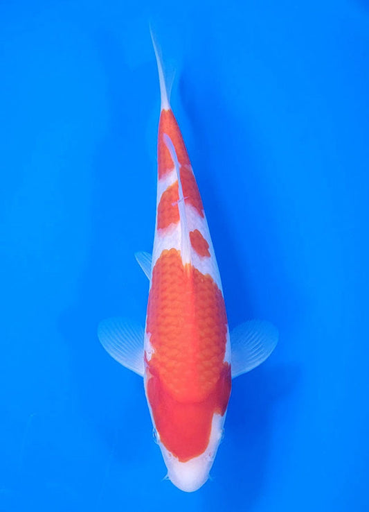 Japanese koi listing 25C-008 Kohaku from Maruyama koi farm, containing Kohaku at champkoi.com