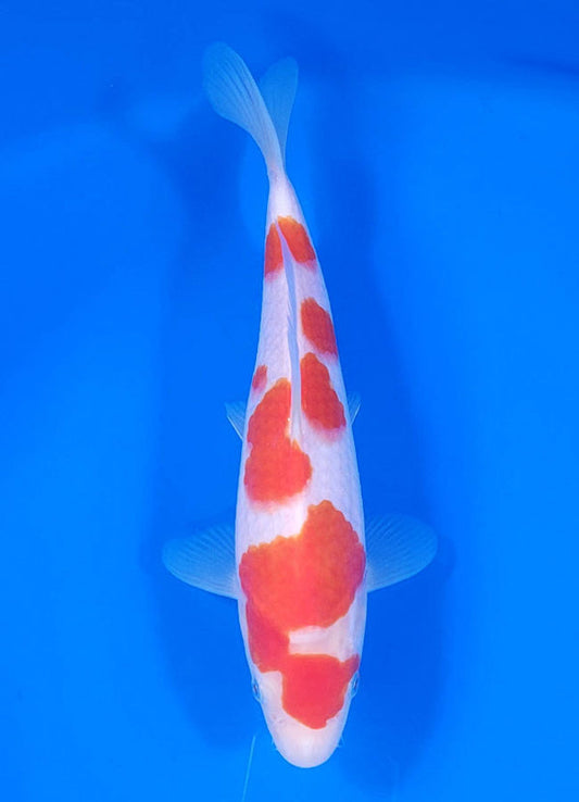Japanese koi listing 25C-009 Kohaku from Maruyama koi farm, containing Kohaku at champkoi.com