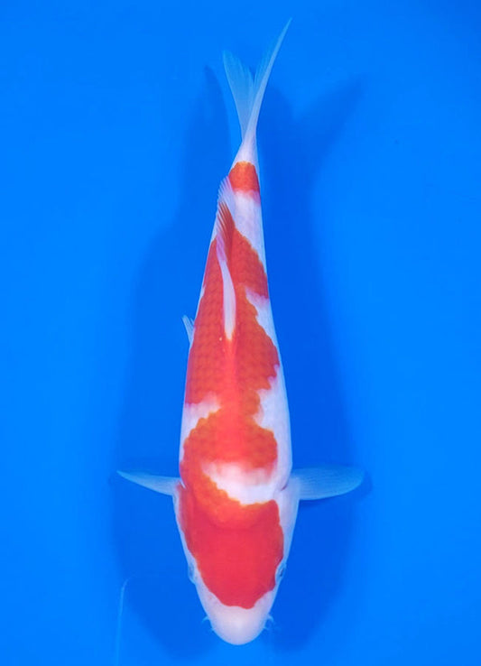 Japanese koi listing 25C-010 Kohaku from Maruyama koi farm, containing Kohaku at champkoi.com