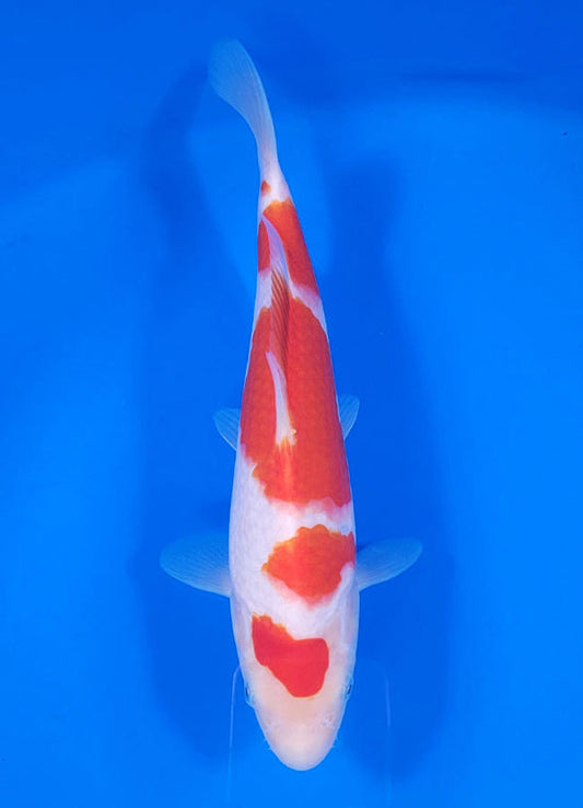 Japanese koi listing 25C-011 Kohaku from Maruyama koi farm, containing Kohaku at champkoi.com