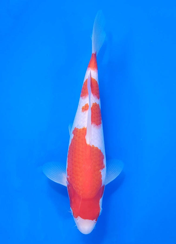 Japanese koi listing 25C-017 Kohaku from Maruyama koi farm, containing Kohaku at champkoi.com