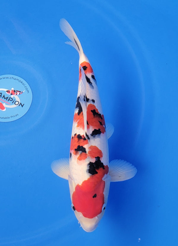 Japanese koi listing 25D-002 Sanke from Marusho koi farm, containing Sanke at champkoi.com