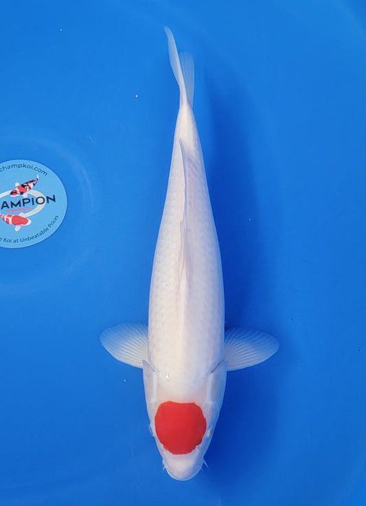 Japanese koi listing 25D-004 Tancho Kohaku from Nogamil koi farm, containing Tancho Kohaku at champkoi.com