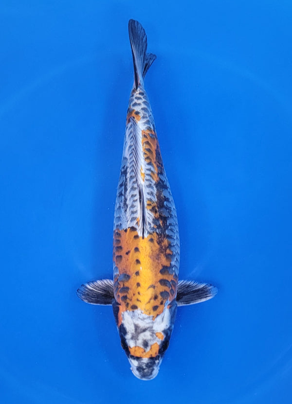 Japanese koi listing 25D-007 Aragoke Beni Kikokuryu from Miyatora koi farm, containing Aragoke Beni Kikokuryu at champkoi.com