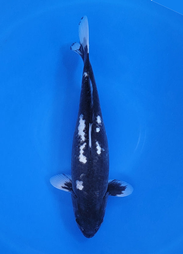 Japanese koi listing 25D-010 Matsukawabuke from Ofuchi koi farm, containing Matsukawabuke at champkoi.com
