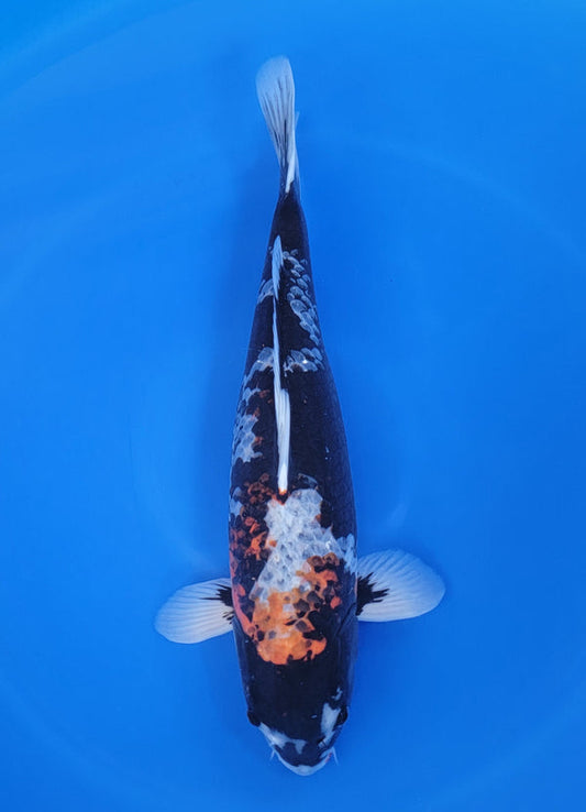 Japanese koi listing 25D-012 Matsukawabake from Ofuchi koi farm, containing Matsukawabake at champkoi.com