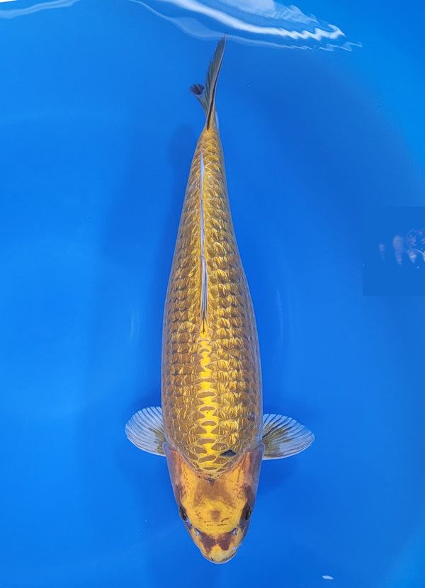 Japanese koi listing 25D-013 Ginrin Kin Chagoi from Marusaka koi farm, containing Ginrin Kin Chagoi at champkoi.com