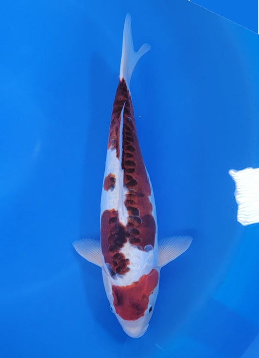 Japanese koi listing 25D-014 Doitsu Budo Goromo from Ofuchi koi farm, containing Doitsu Budo Goromo at champkoi.com