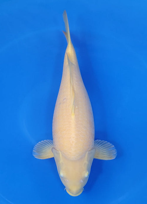 Japanese koi listing 25D-015 Karashigoi (Short Body) from Ogata koi farm, containing Karashigoi (Short Body) at champkoi.com - image 3