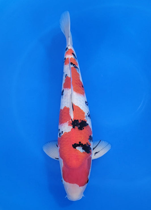 Japanese koi listing 25D-016 Sanke from Marudo koi farm, containing Sanke at champkoi.com