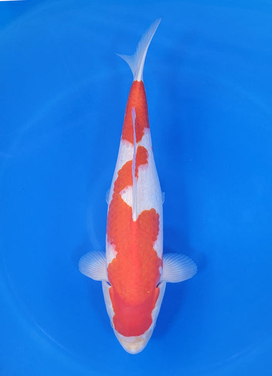 Japanese koi listing 25D-017 Kohaku from Torazo koi farm, containing Kohaku at champkoi.com