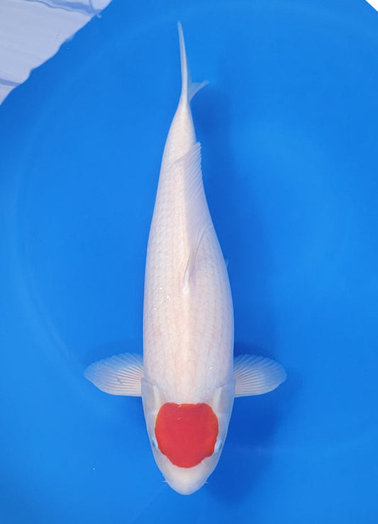 Japanese koi listing 25D-018 Tancho from Nogami koi farm, containing Tancho at champkoi.com