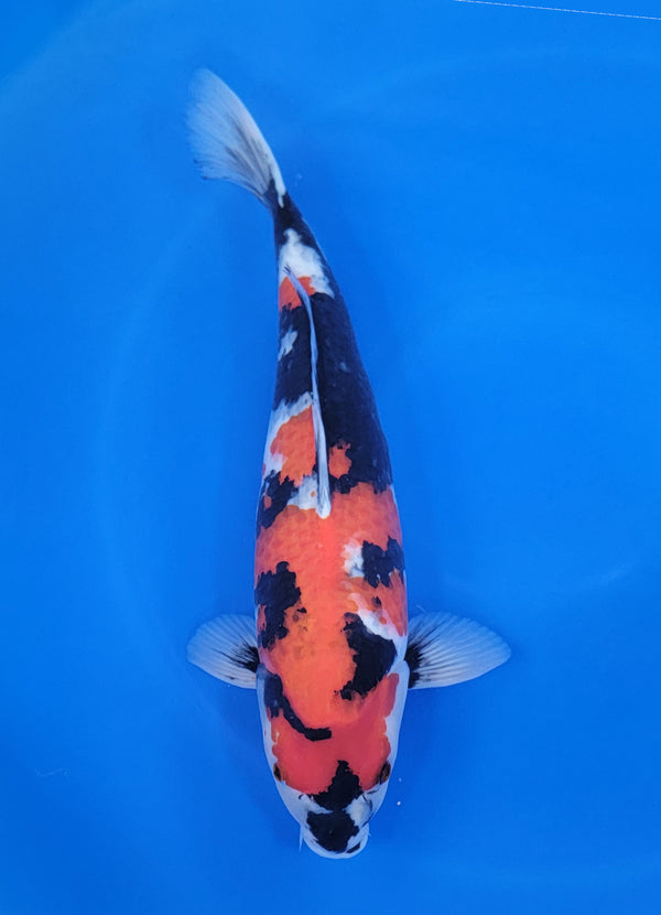 Japanese koi listing 25D-020 Showa from Ogata koi farm, containing Showa at champkoi.com
