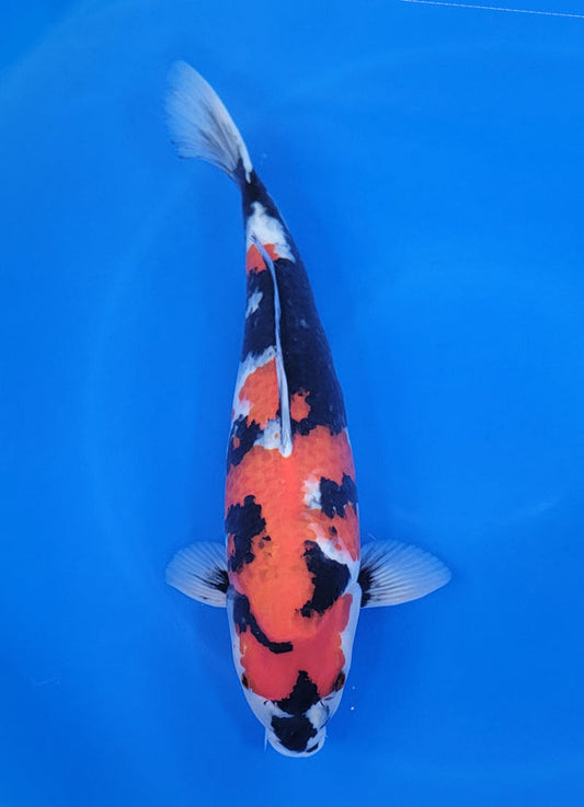 Japanese koi listing 25D-020 Showa from Ogata koi farm, containing Showa at champkoi.com