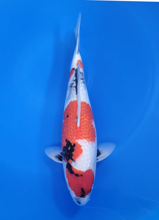 Japanese koi listing 25D-021 Ginrin Showa from Ogata koi farm, containing Ginrin Showa at champkoi.com