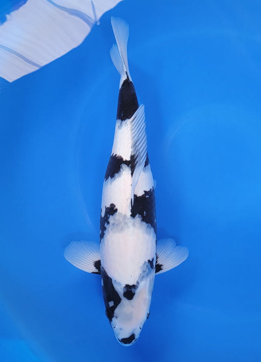 Japanese koi listing 25D-022 Shiro Utsuri from Ogata koi farm, containing Shiro Utsuri at champkoi.com