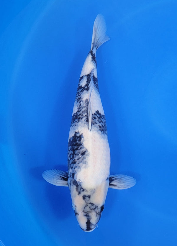 Japanese koi listing 25D-023 Shiro Utsuri from Ogata koi farm, containing Shiro Utsuri at champkoi.com