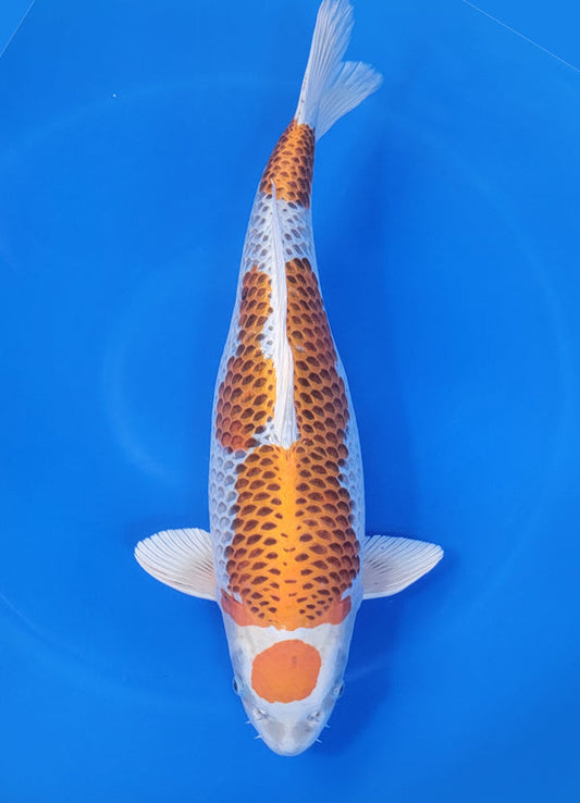 Japanese koi listing 25D-024 Kujaku from Marusei koi farm, containing Kujaku at champkoi.com
