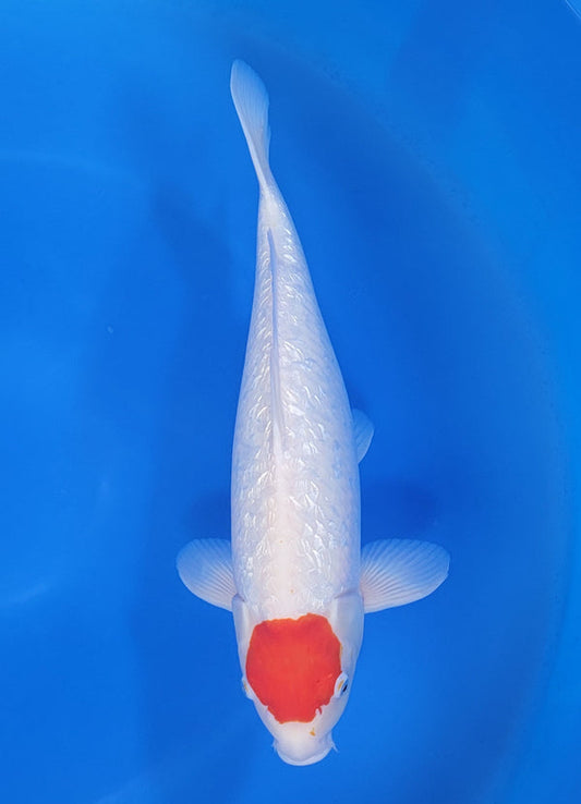 Japanese koi listing 25D-025 Ginrin Tancho  from Maruhiro koi farm, containing Ginrin Tancho  at champkoi.com